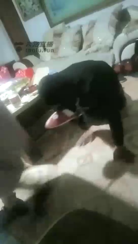 狗哥探素人 (51)
